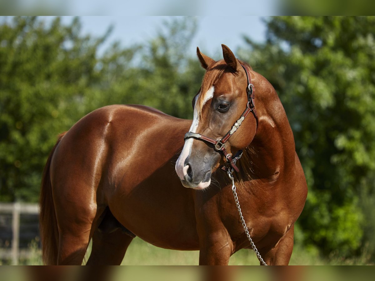 American Quarter Horse Stallion 2 years 15,1 hh Chestnut-Red in Berg bei Neumarkt in der Oberpfalz