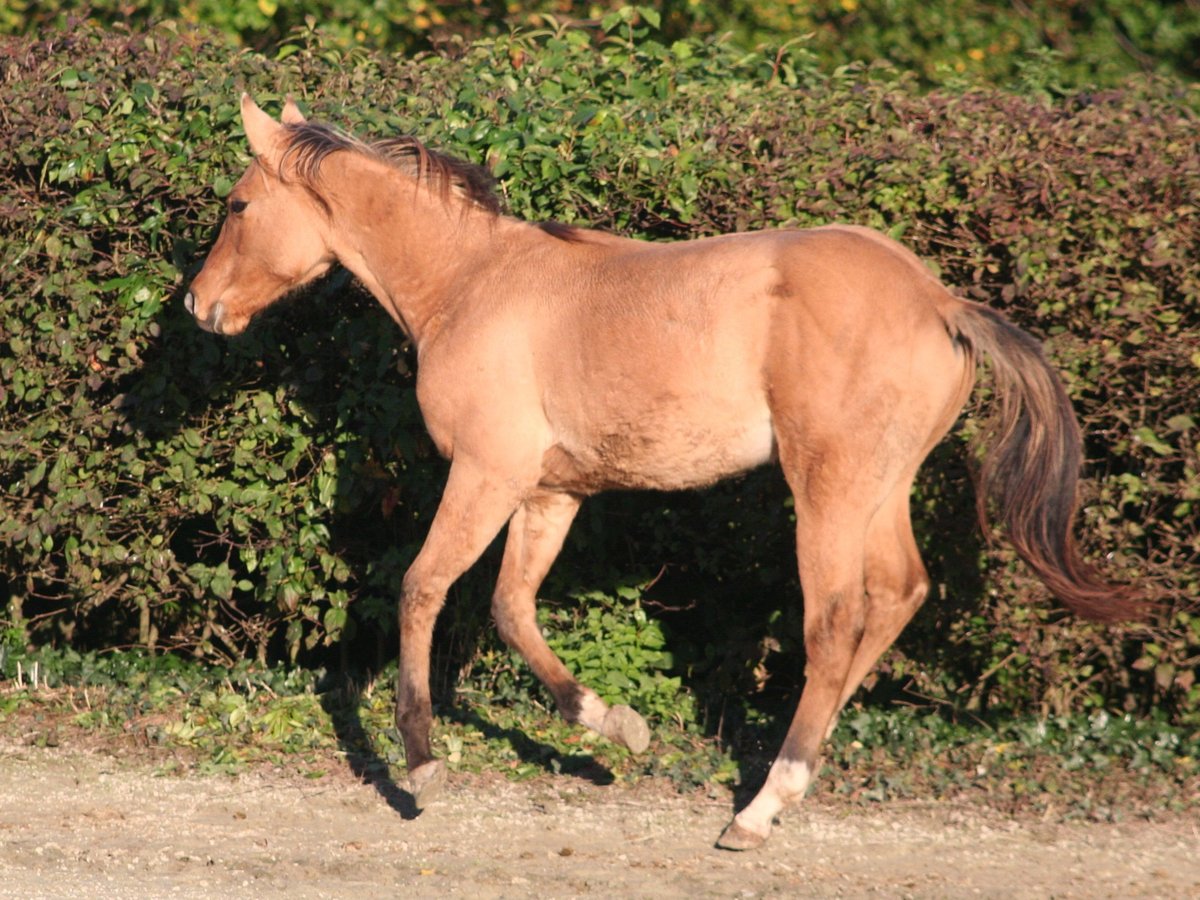 American Quarter Horse Stallion 2 years 15,1 hh Dun in Düsseldorf