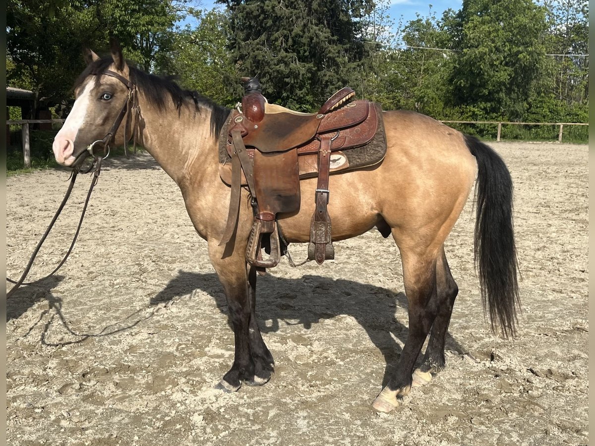 American Quarter Horse Stallion 2 years 15,2 hh Buckskin in Pavia