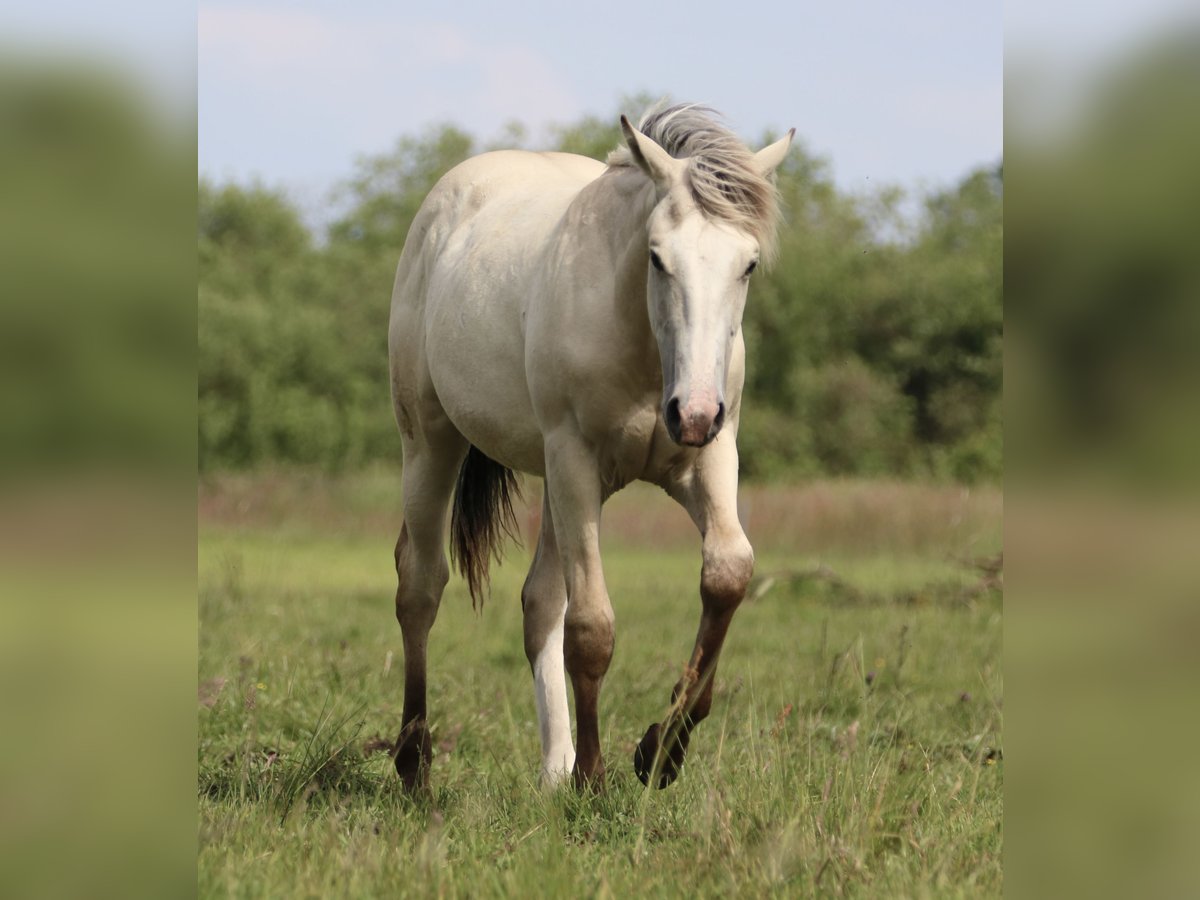 American Quarter Horse Stallion 2 years 15,2 hh Palomino in Börgerende-Rethwisch