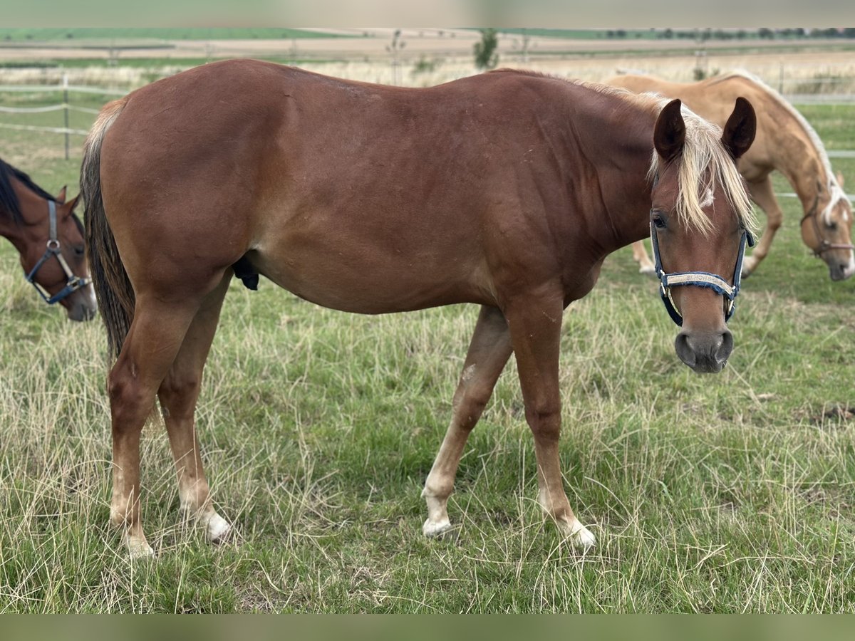 American Quarter Horse Stallion 2 years 15 hh Chestnut-Red in Alfeld (Leine)
