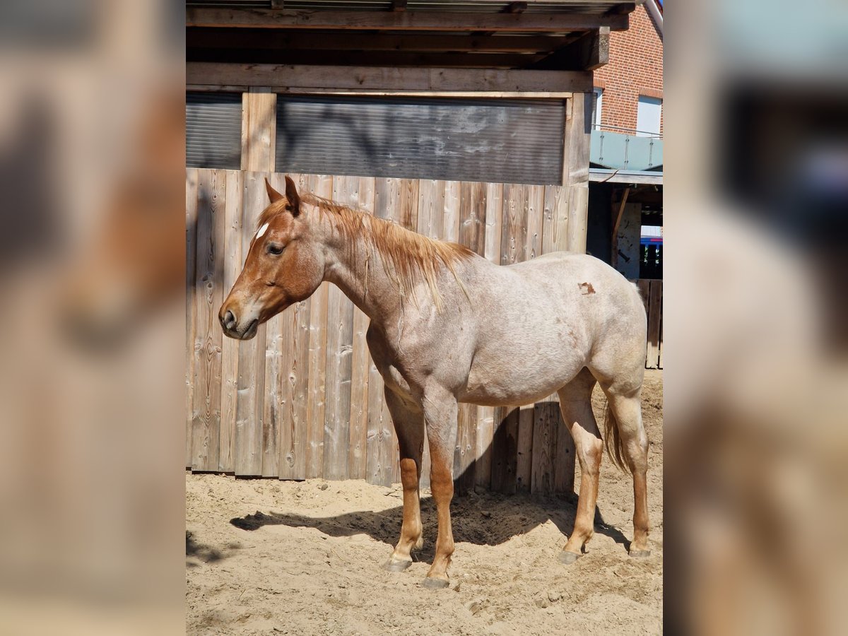 American Quarter Horse Stallion 2 years 15,2 hh Roan-Red in Winsen (Aller)