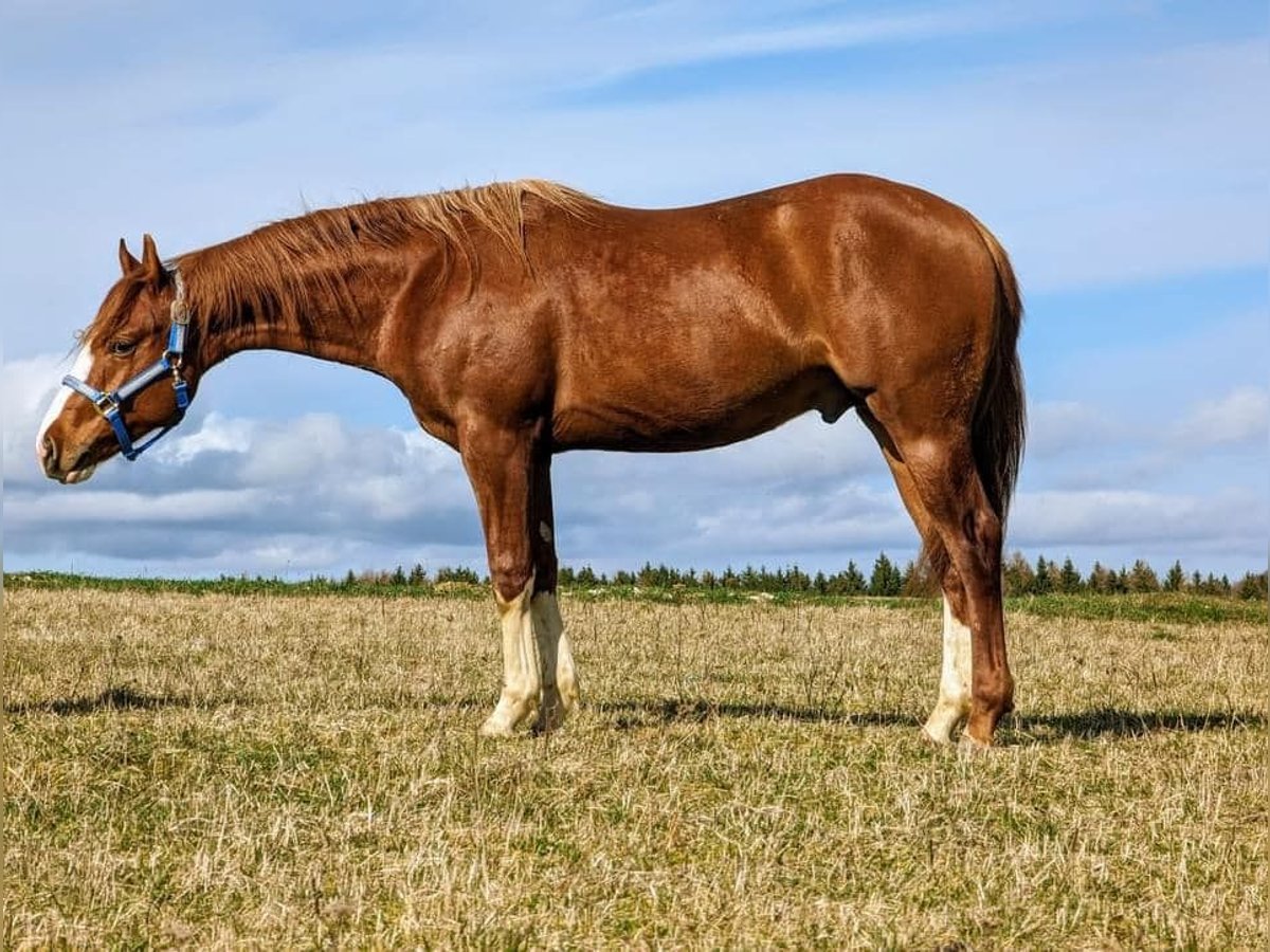American Quarter Horse Stallion 2 years Chestnut-Red in Deggenhausertal