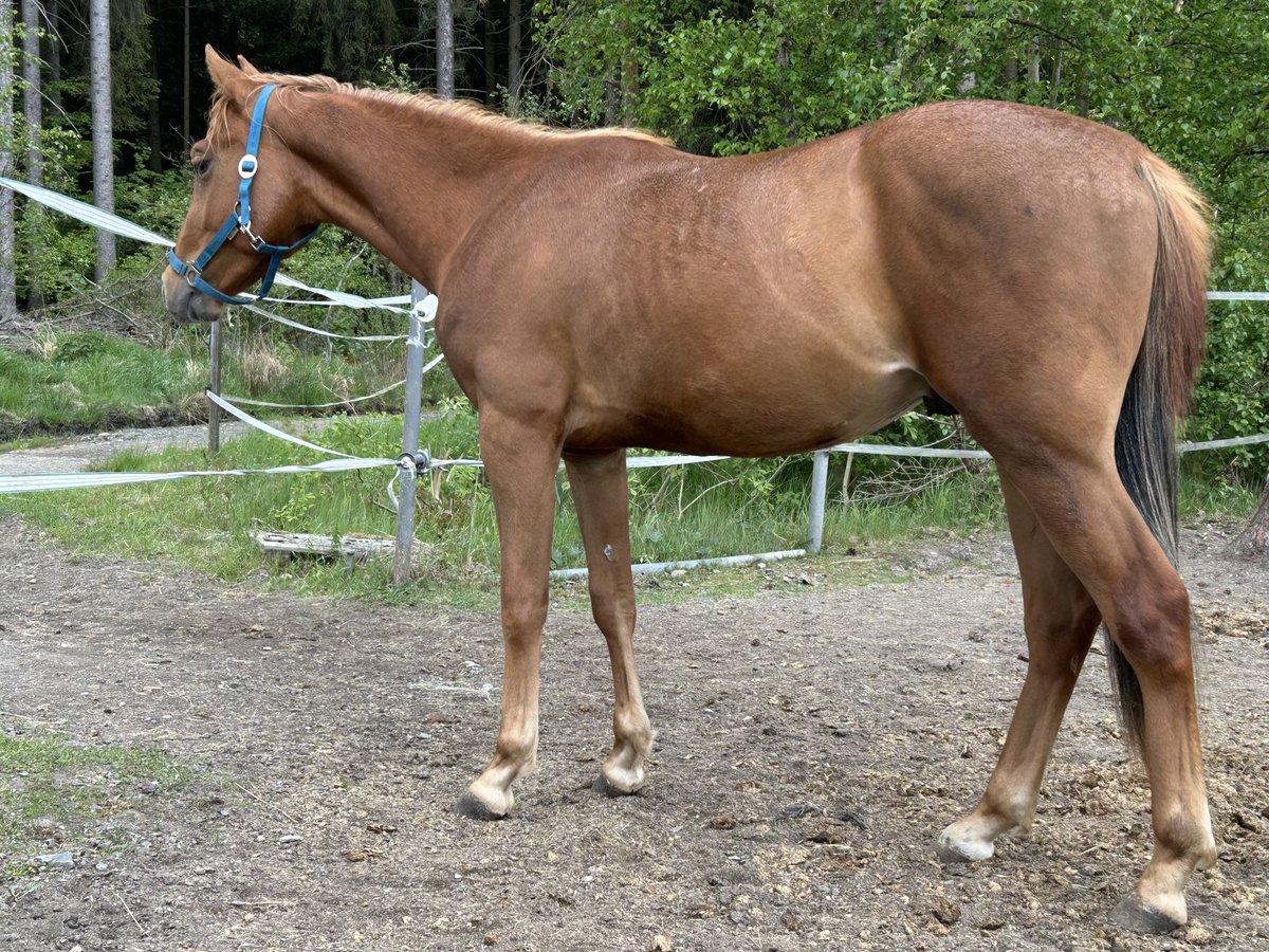 American Quarter Horse Stallion 2 years Chestnut-Red in Fichtelberg