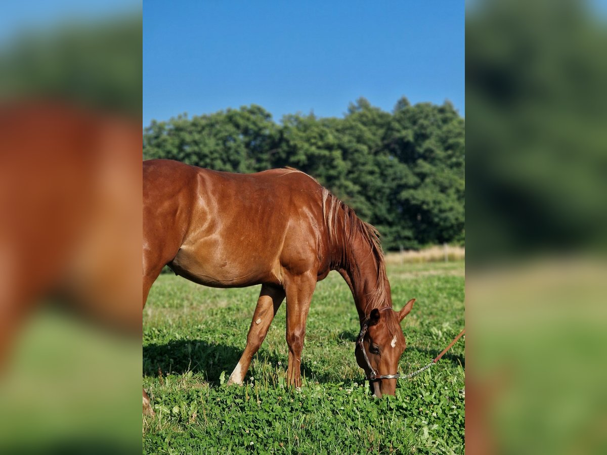 American Quarter Horse Stallion 2 years Chestnut-Red in Rheinfelden