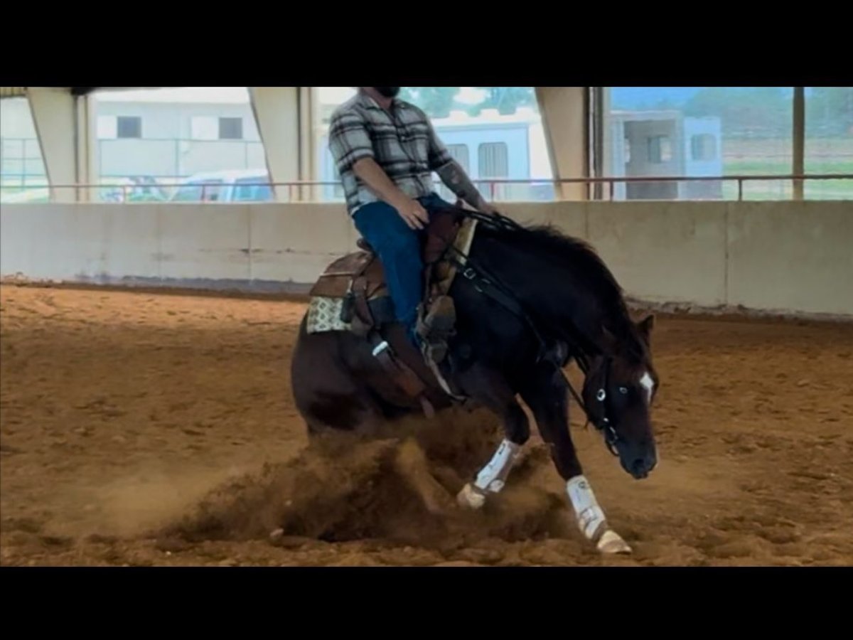 American Quarter Horse Stallion 2 years Chestnut in Gainesville