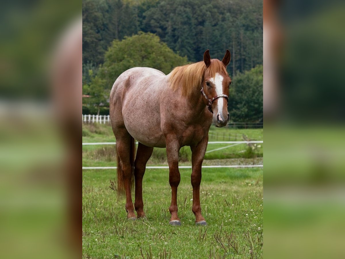 American Quarter Horse Stallion 2 years in Erbach