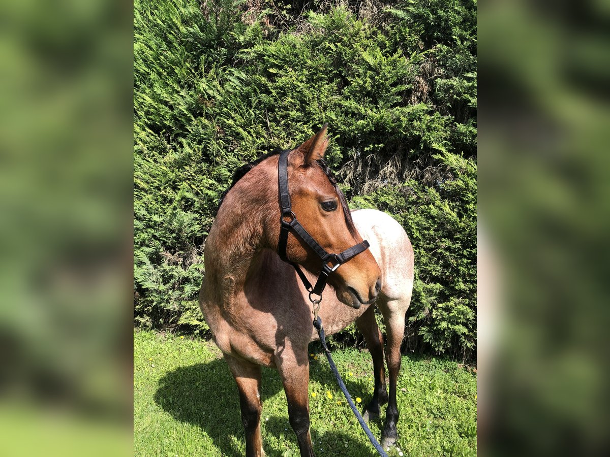 American Quarter Horse Mix Stallion 3 years 14 hh Roan-Bay in Modena