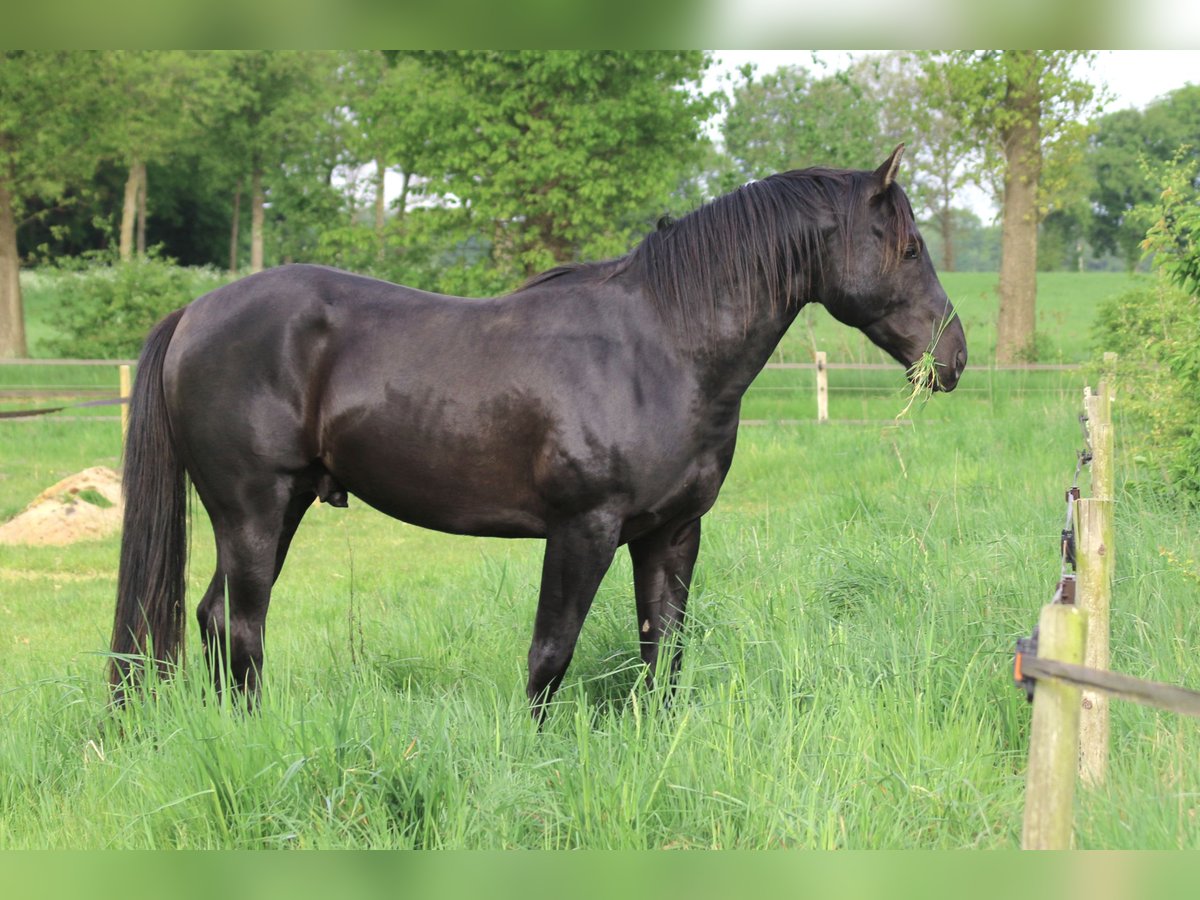 American Quarter Horse Stallion 3 years 14,2 hh Black in Escharen