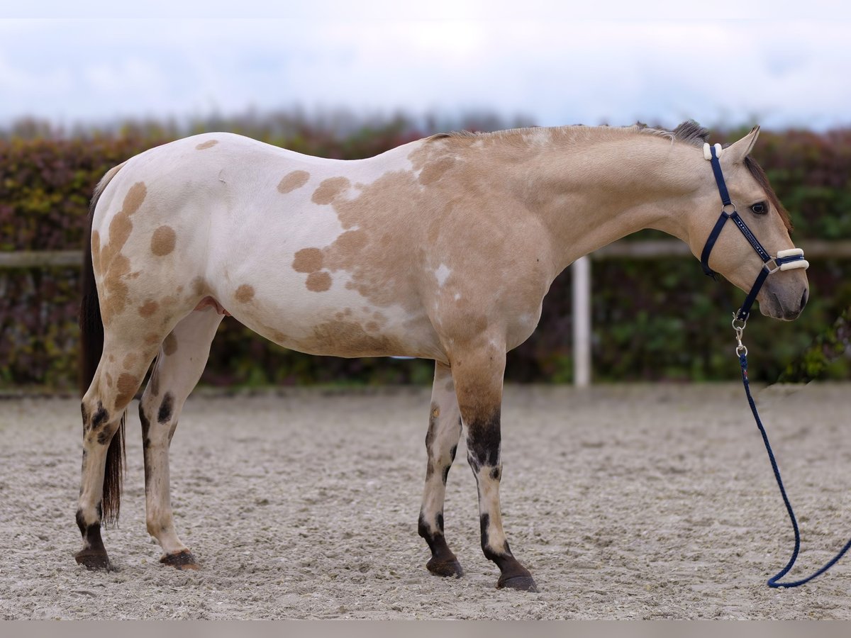 American Quarter Horse Stallion 3 years 15,2 hh Palomino in Neustadt (Wied)