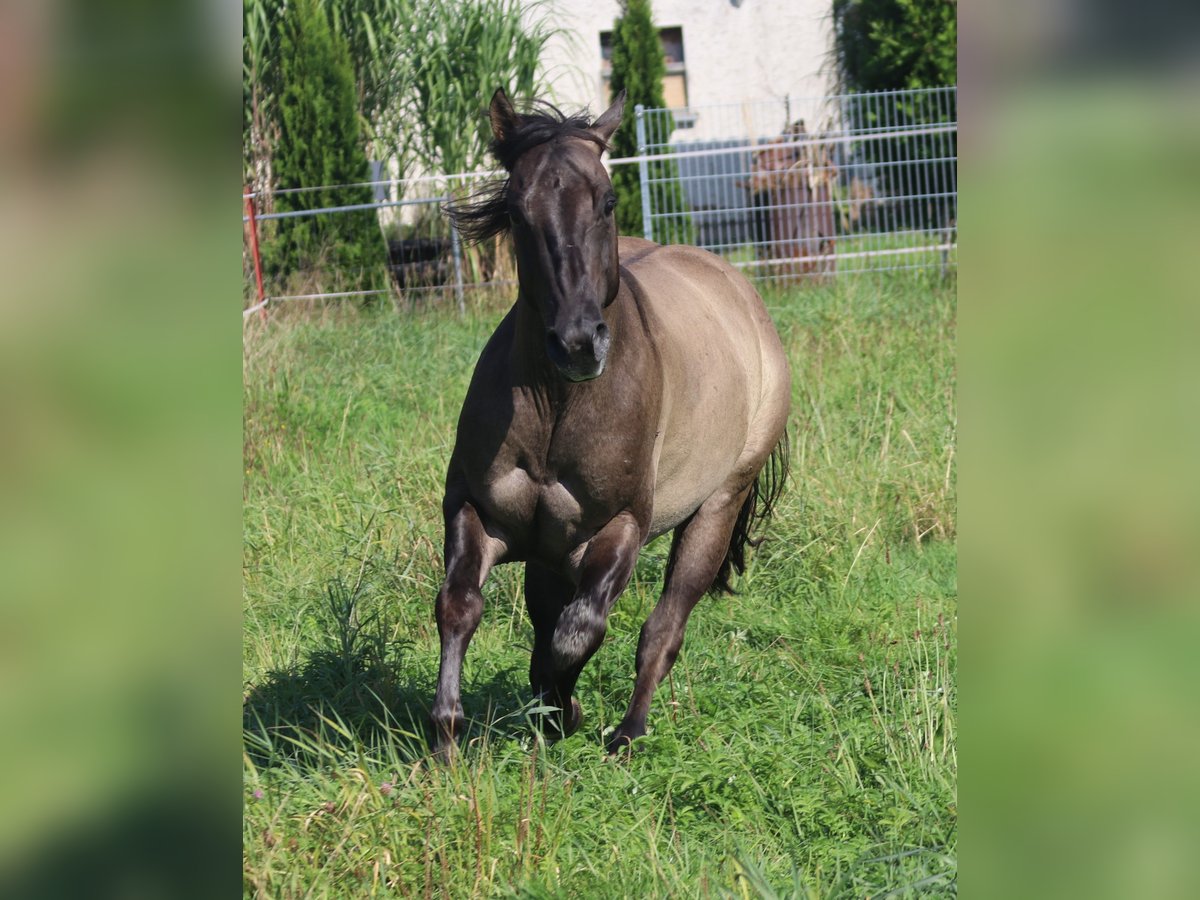 American Quarter Horse Stallion 4 years 14,2 hh Grullo in Wahlsburg