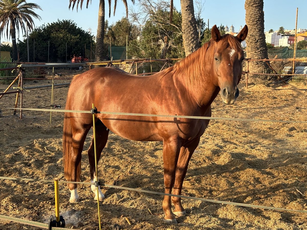 American Quarter Horse Stallion 4 years 15,1 hh Chestnut-Red in Gran Canaria