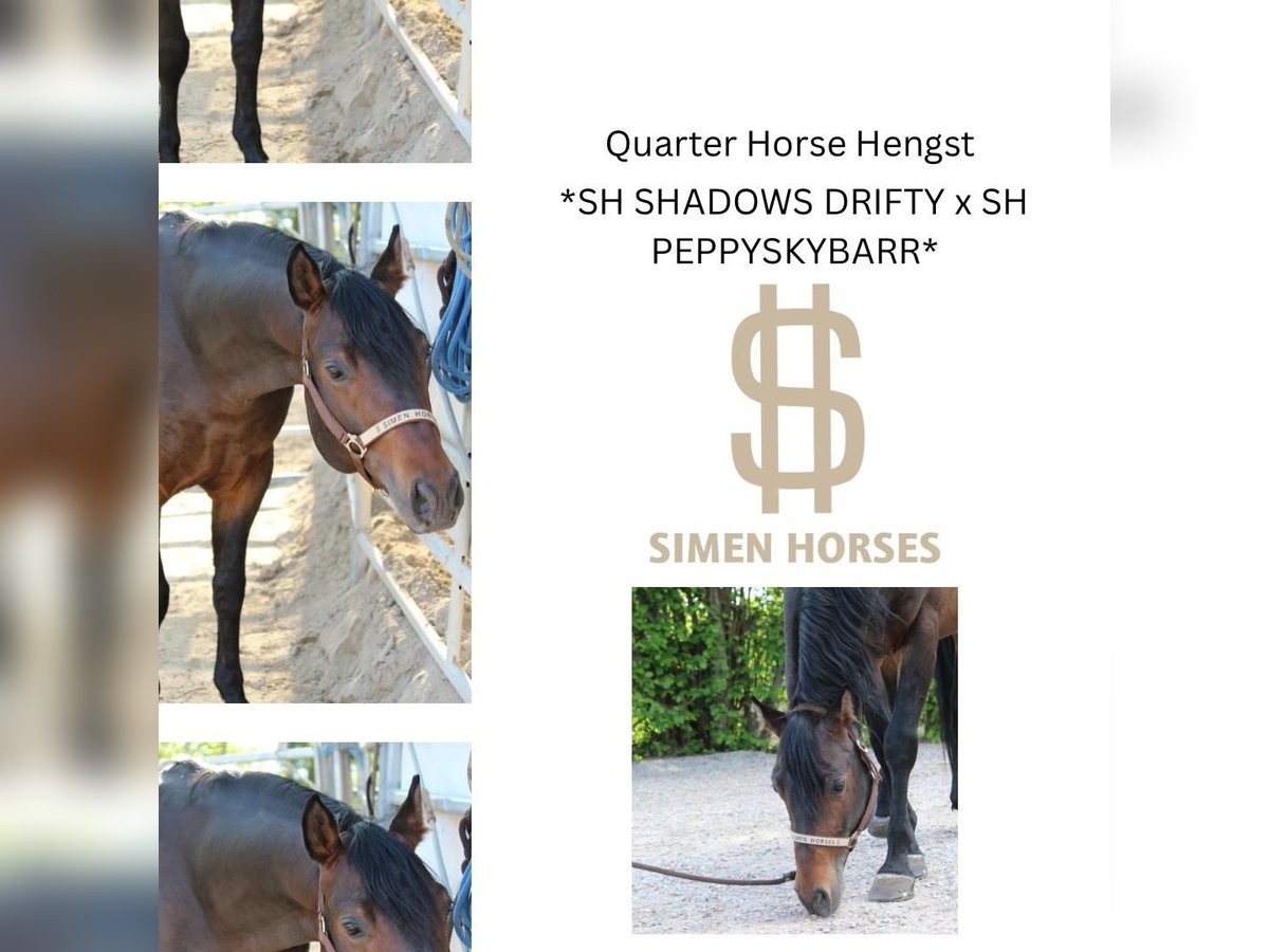 American Quarter Horse Stallion 5 years 14,2 hh Brown in Steinen