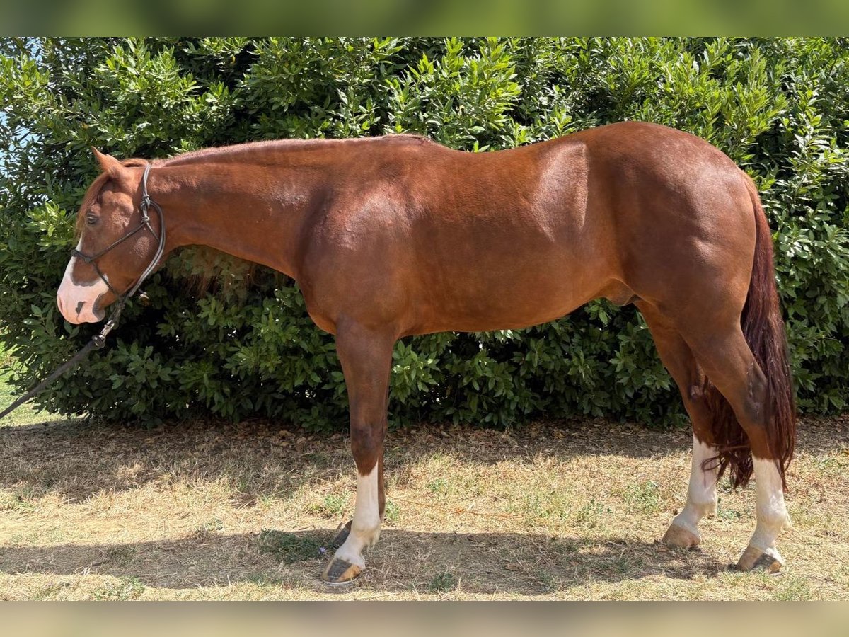 American Quarter Horse Stallion 5 years Chestnut-Red in Oviglio