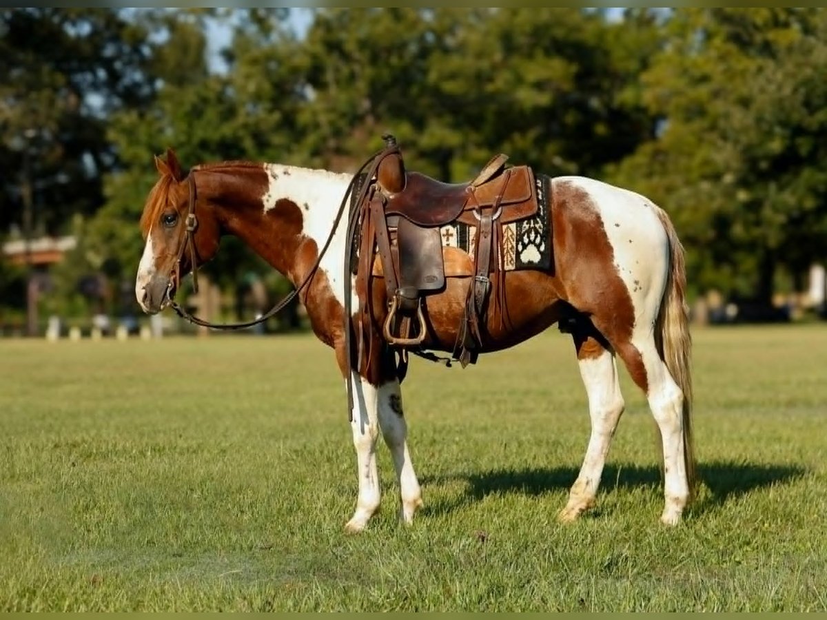 American Quarter Horse Stallion 6 years 14 hh Chestnut in new york