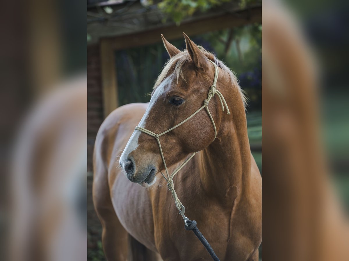 American Quarter Horse Stallion 6 years 15.1 hh Sorrel in Wouwse Plantage