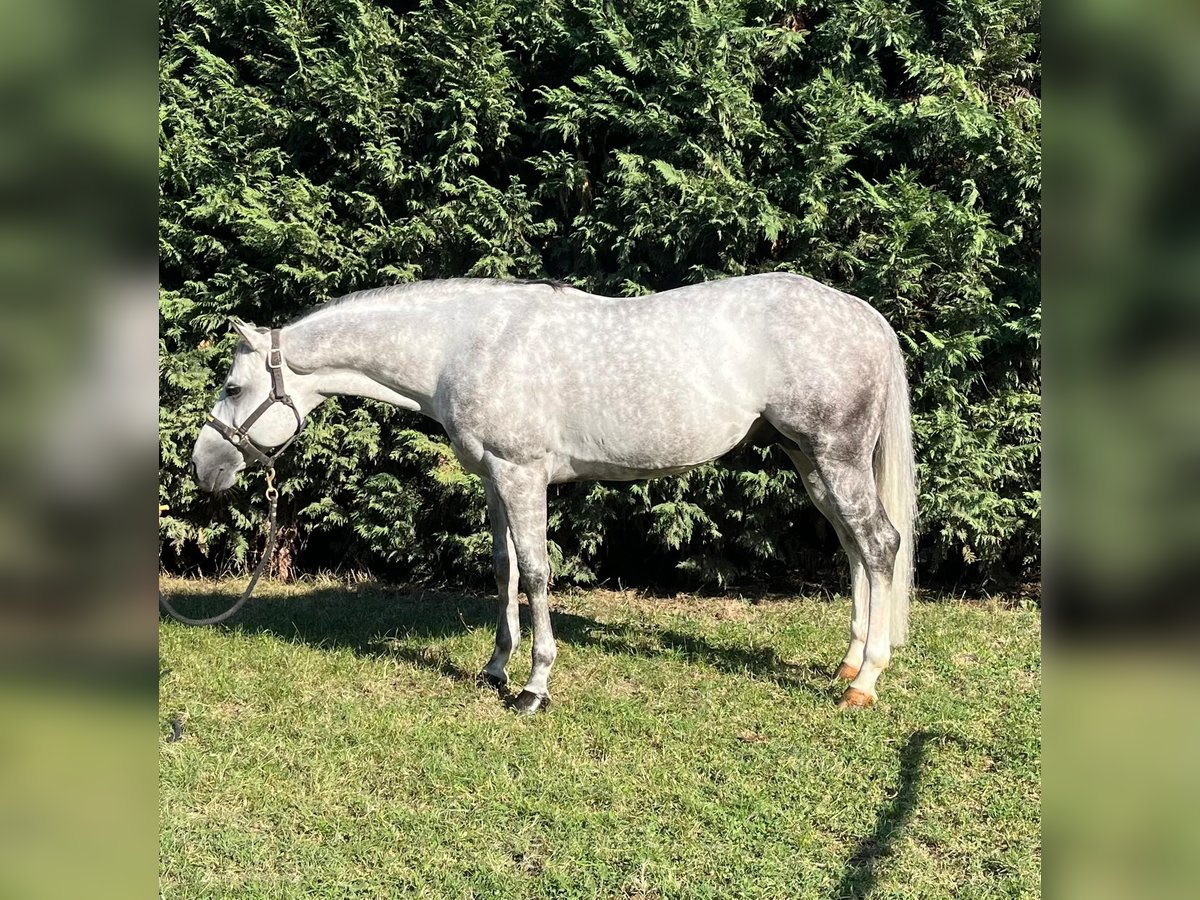 American Quarter Horse Stallion 8 years 15 hh Gray in Reggio Emilia