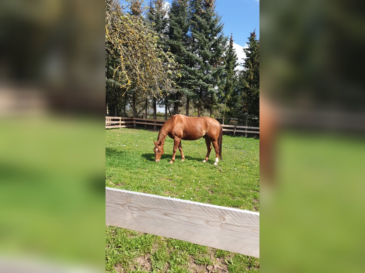 American Quarter Horse Stallion 9 years 14,3 hh Chestnut-Red in Heringen