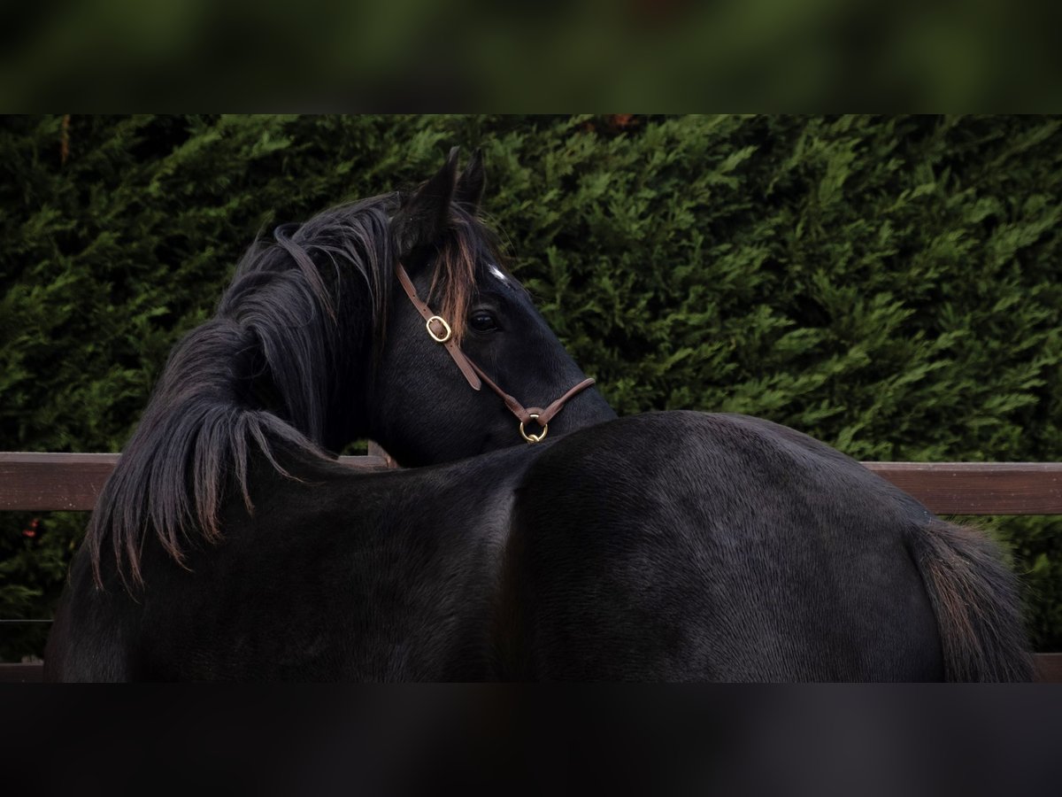 American Quarter Horse Stallion Black in Frontenaud