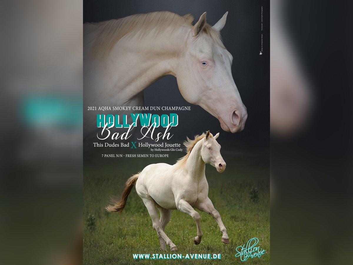 American Quarter Horse Stallion Champagne in Waldshut-Tiengen