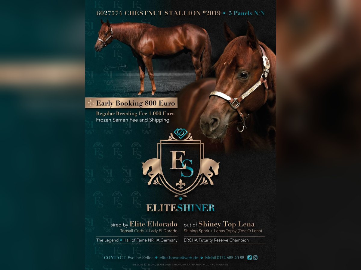 American Quarter Horse Stallion Chestnut-Red in Kirchdorf an der Iller