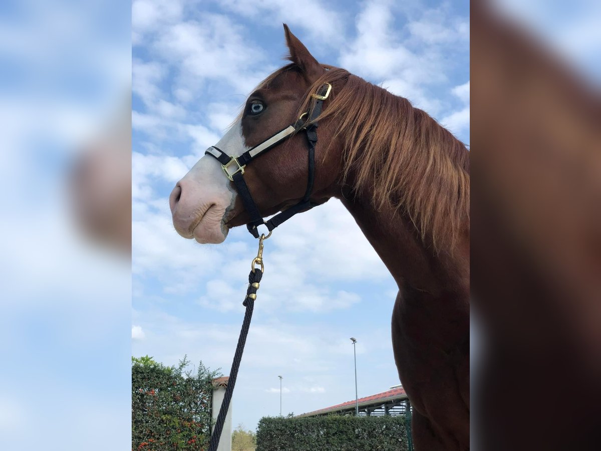 American Quarter Horse Stallion Chestnut-Red in GOSSOLENGO