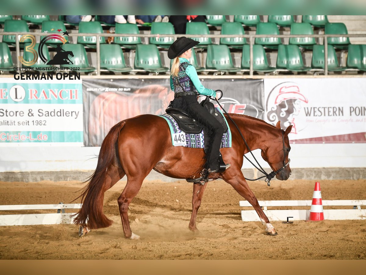 American Quarter Horse Stallion Chestnut-Red in Zülpich