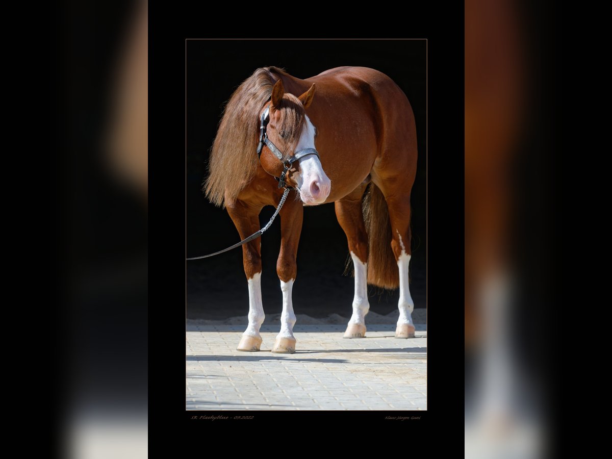 American Quarter Horse Stallion Chestnut in Alfdorf