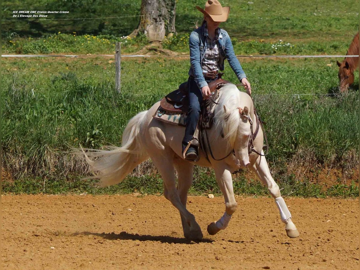 American Quarter Horse Stallion Cremello in Moragnesaint hippolyte