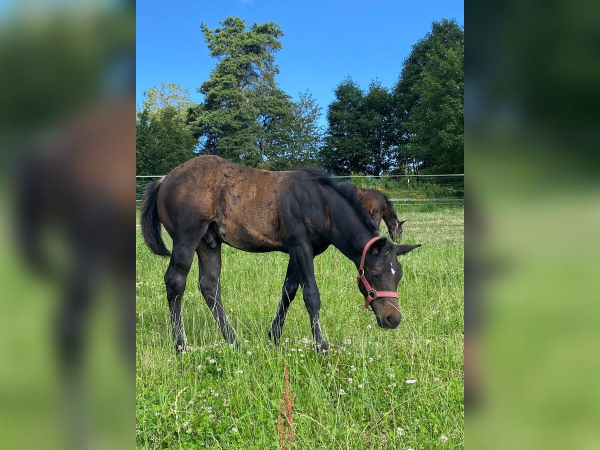 American Quarter Horse Stallion Foal (04/2024) 14,1 hh Bay-Dark in Erbendorf