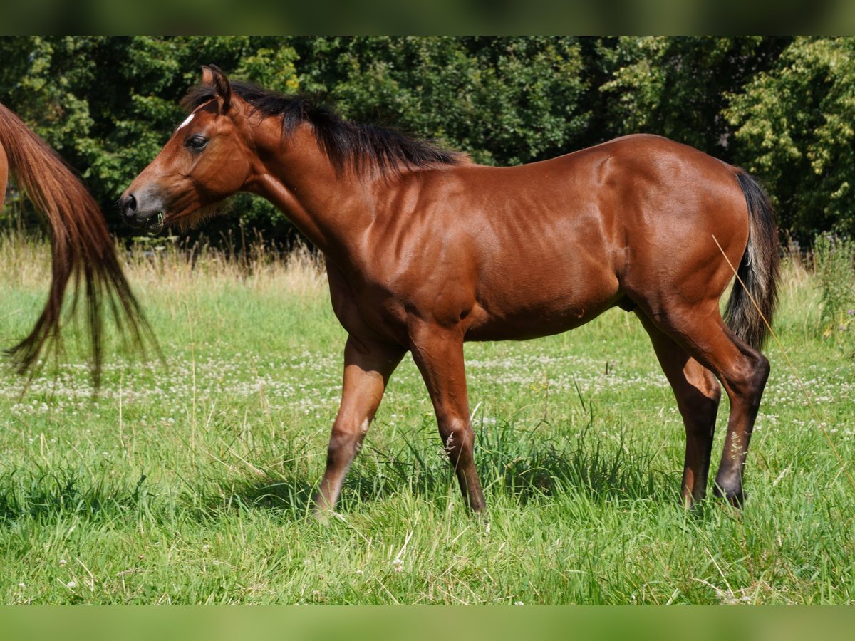 American Quarter Horse Stallion Foal (02/2024) 14,2 hh Brown in Düsseldorf