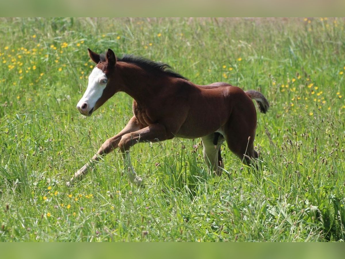 American Quarter Horse Stallion Foal (03/2024) 14,2 hh Brown in Waldshut-Tiengen