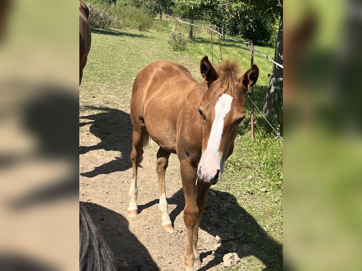 American Quarter Horse Stallion Foal (06/2024) 14,2 hh Chestnut-Red in Mellingen