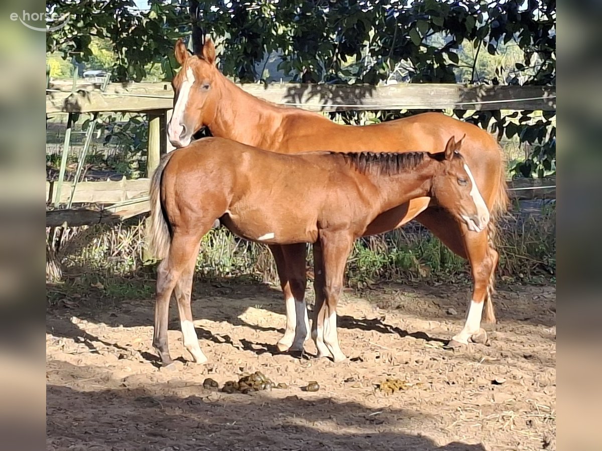 American Quarter Horse Stallion Foal (04/2026) 14.2 hh Overo-all-colors in Werneuchen