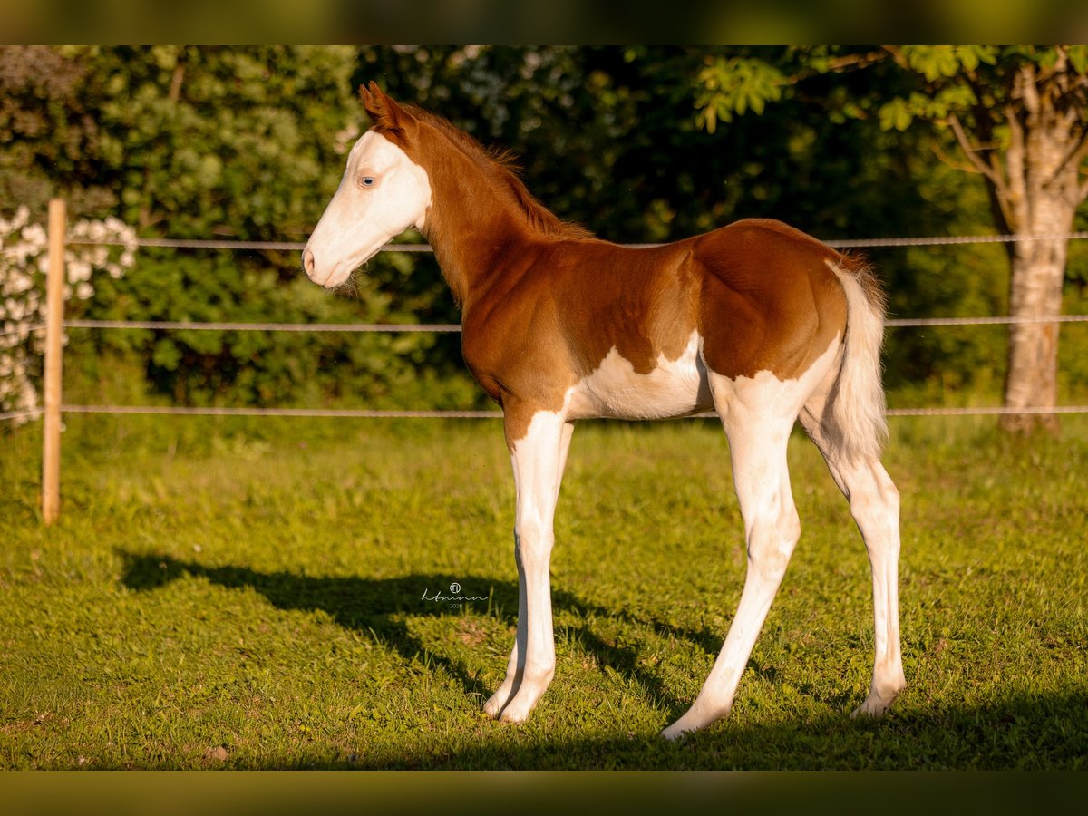 American Quarter Horse Stallion Foal (06/2026) 14.2 hh Overo-all-colors in Ensdorf