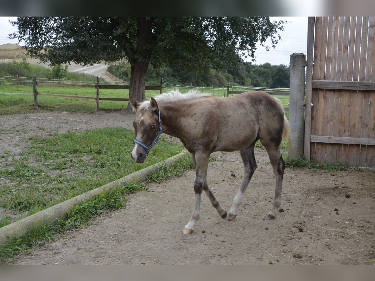 American Quarter Horse Stallion Foal (05/2024) 14,2 hh Palomino in Burgkirchen