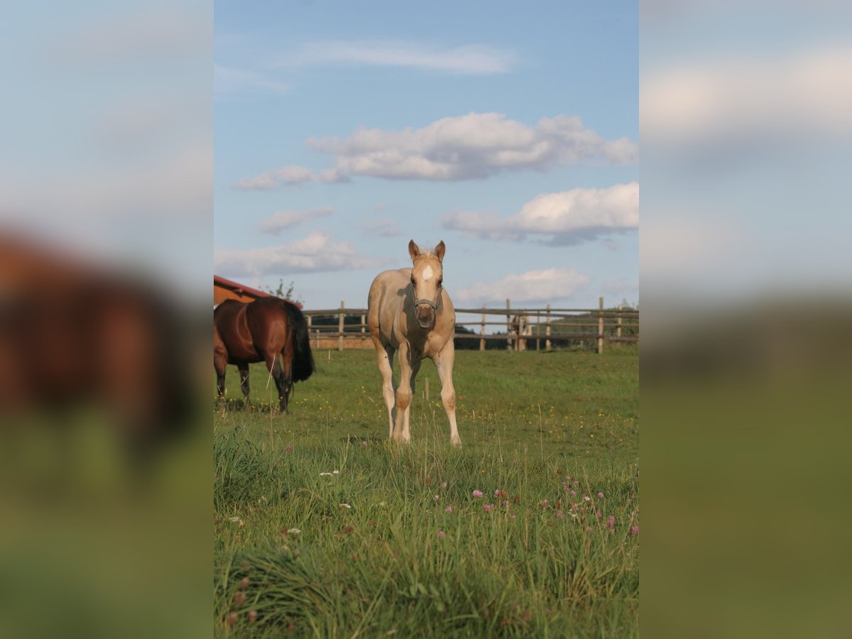 American Quarter Horse Stallion Foal (06/2024) 14,2 hh Palomino in Köglitz