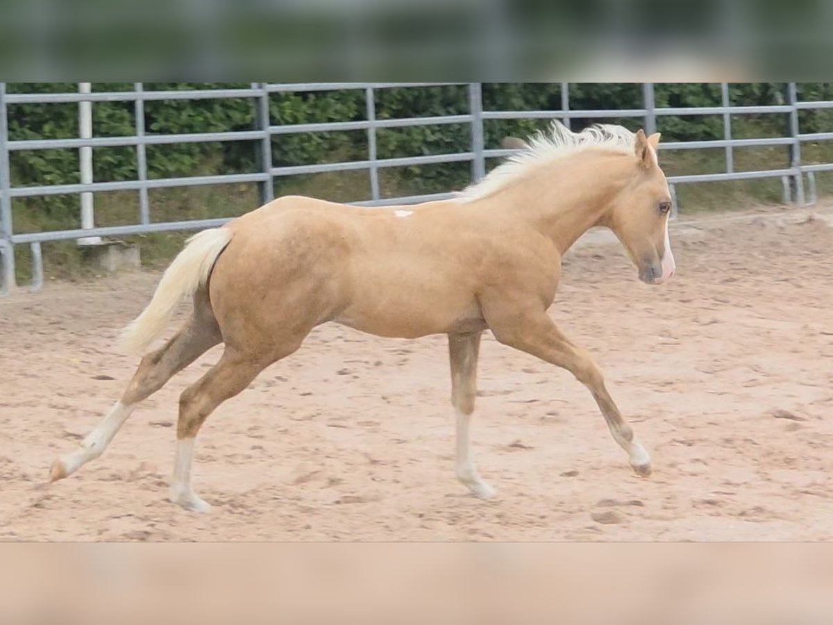 American Quarter Horse Stallion Foal (04/2025) 14,2 hh Palomino in Langenbach