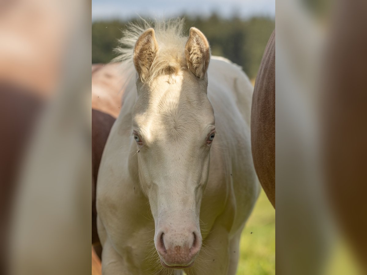 American Quarter Horse Stallion Foal (05/2024) 14,2 hh Perlino in Helmbrechts