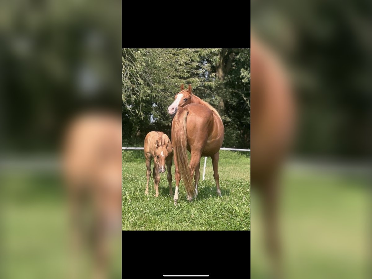 American Quarter Horse Stallion Foal (05/2024) 14,2 hh Red Dun in Alpen