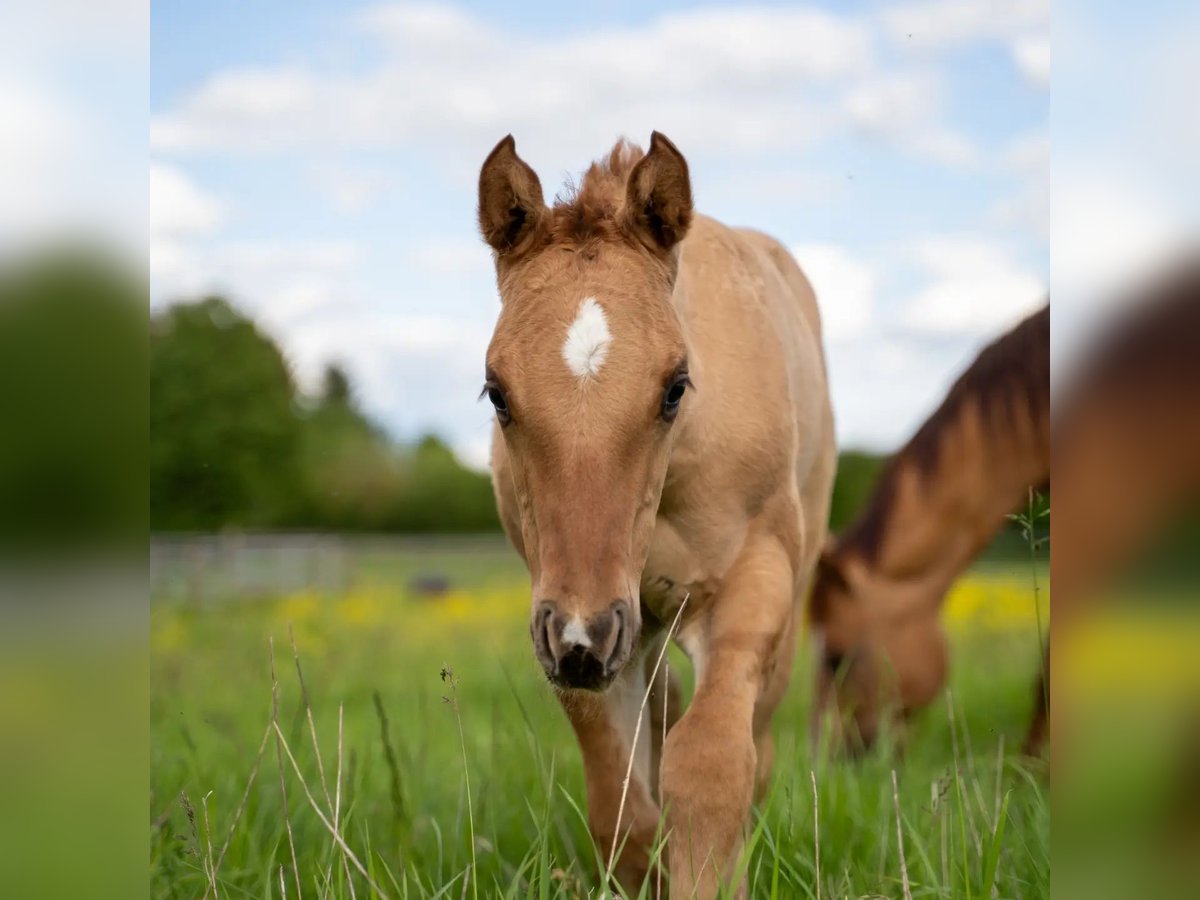 American Quarter Horse Stallion Foal (04/2024) 14,2 hh Red Dun in Villingen-Schwenningen