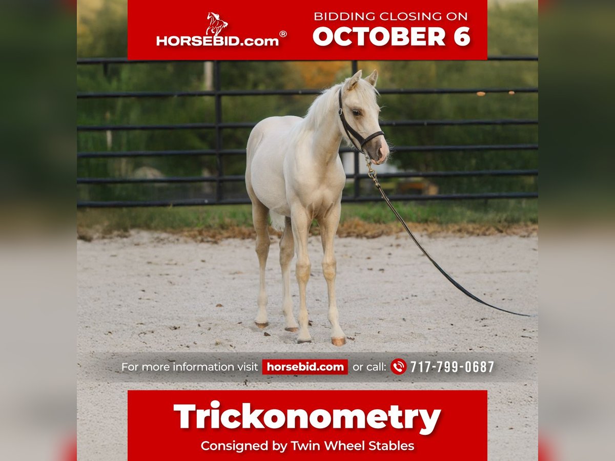 American Quarter Horse Stallion Foal (05/2025) 14,3 hh Palomino in New Holland