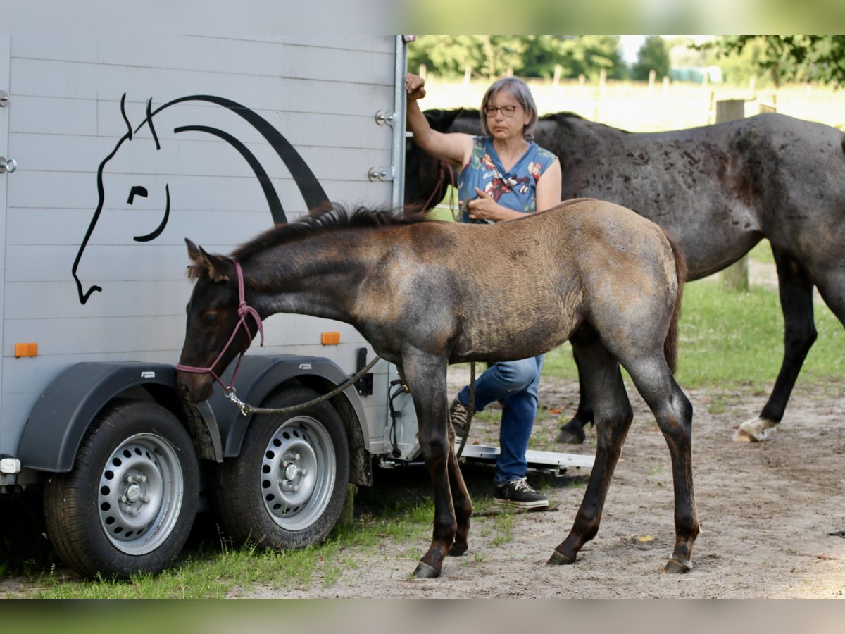 American Quarter Horse Stallion Foal (04/2024) 14,3 hh Roan-Blue in Falkensee