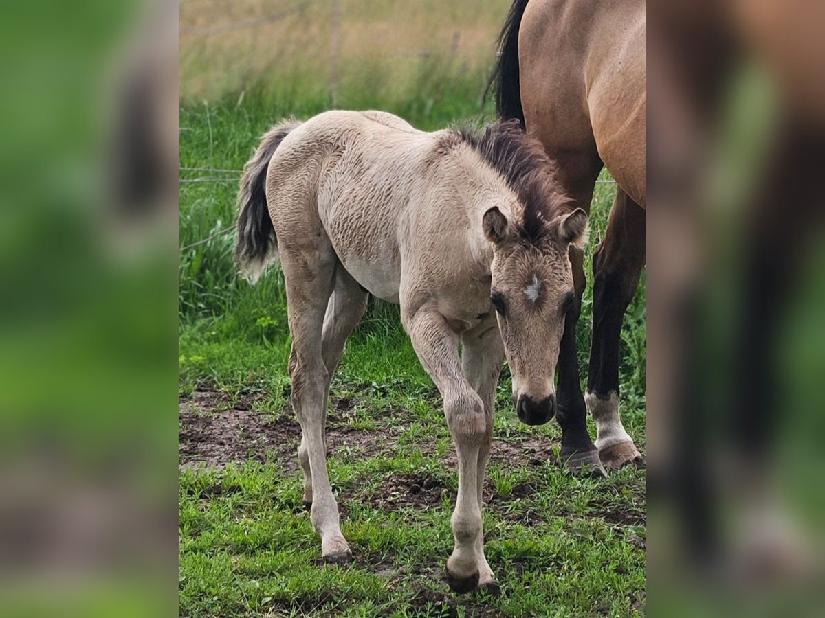 American Quarter Horse Stallion  14,1 hh in Halfing