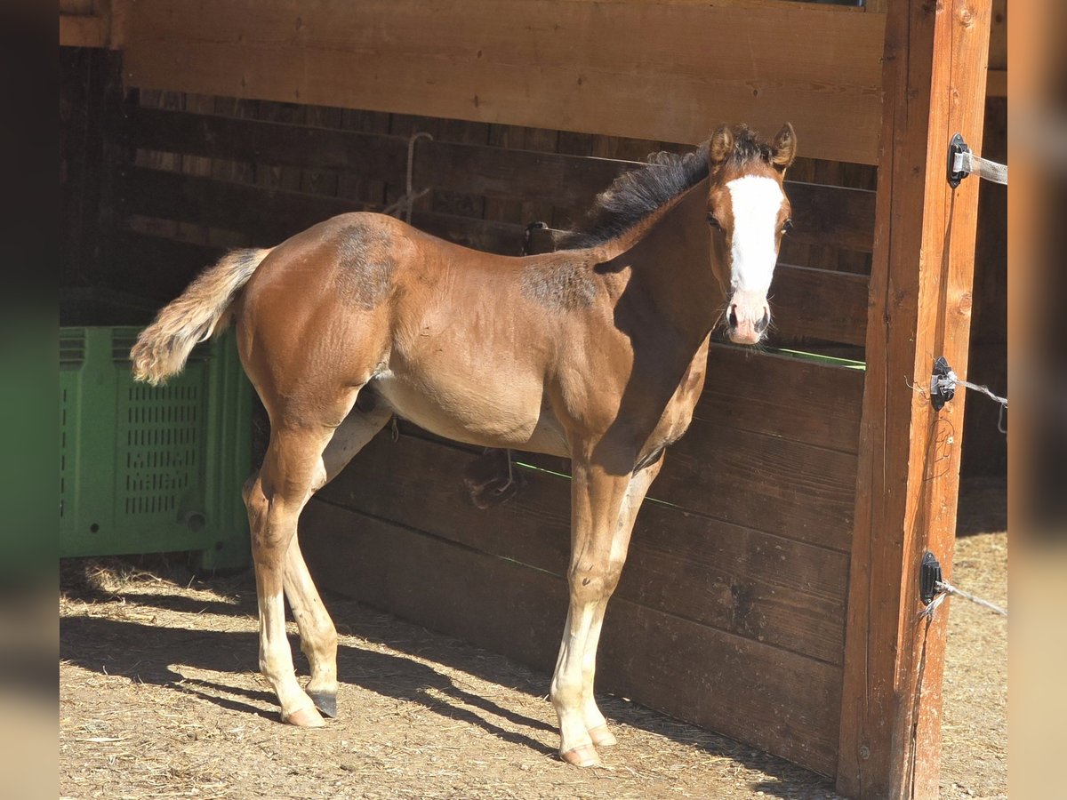 American Quarter Horse Stallion Foal (05/2025) 14,2 hh Bay in RAVNE NA KOROSKEM American Quarter Horse Stallion Foal (05/2025) 14,2 hh Bay in RAVNE NA KOROSKEM