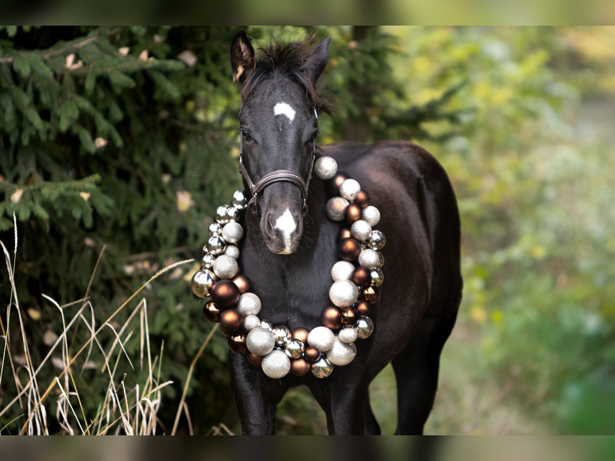 American Quarter Horse Stallion Foal (04/2025) 14,2 hh Black in Kirchberg im Wald American Quarter Horse Stallion Foal (04/2025) 14,2 hh Black in Kirchberg im Wald