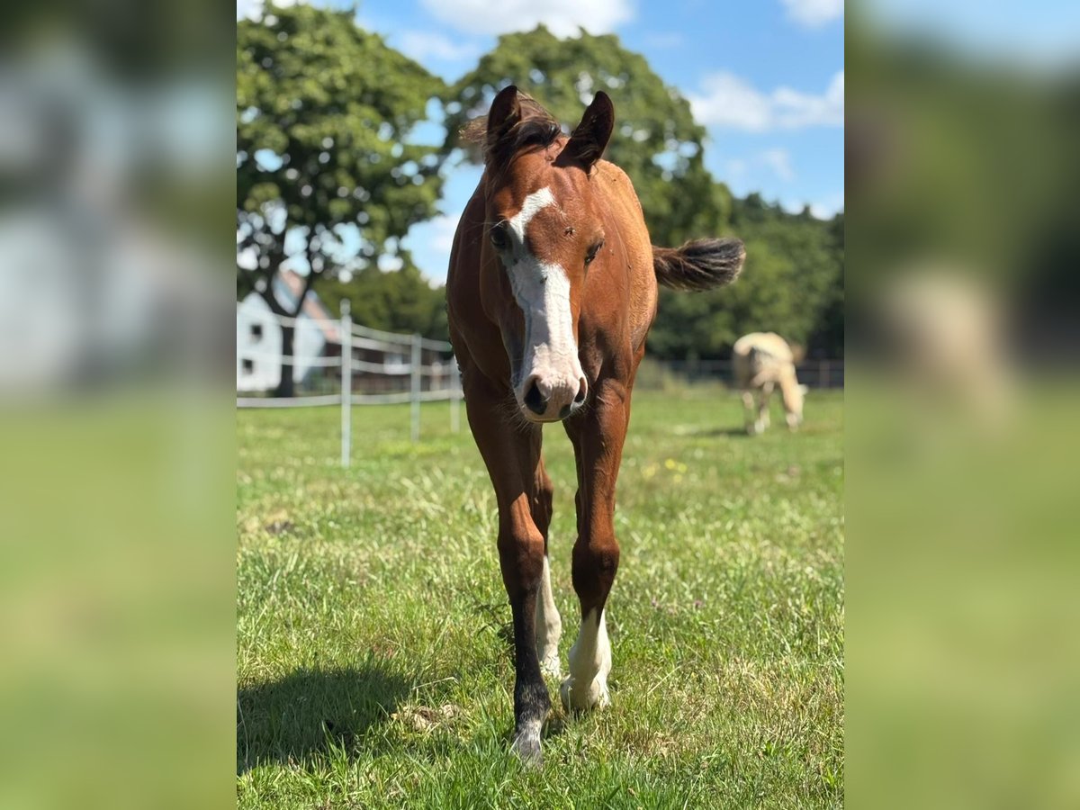 American Quarter Horse Stallion Foal (01/2025) 14,2 hh Brown in B&#xFC;nde