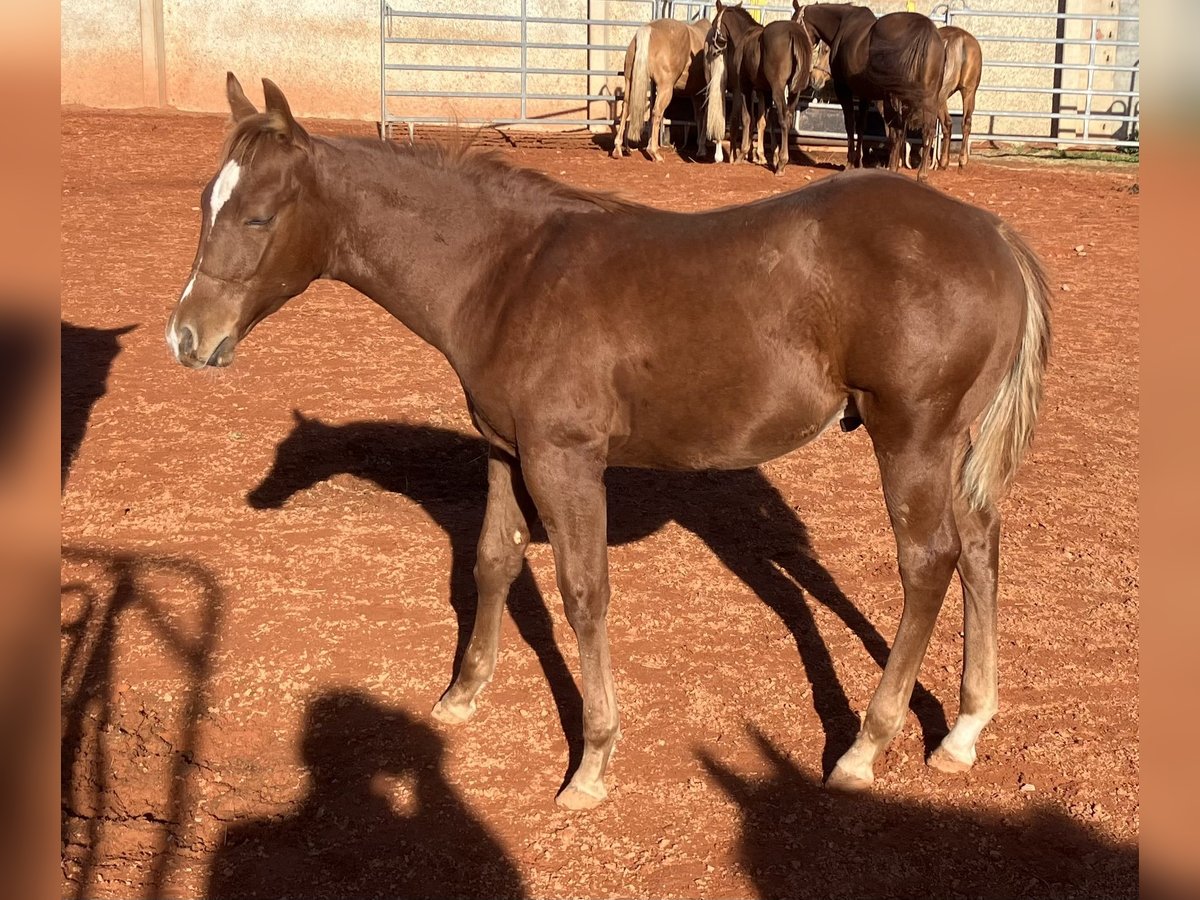 American Quarter Horse Stallion Foal (06/2025) 14,2 hh Chestnut-Red in Gemmingen