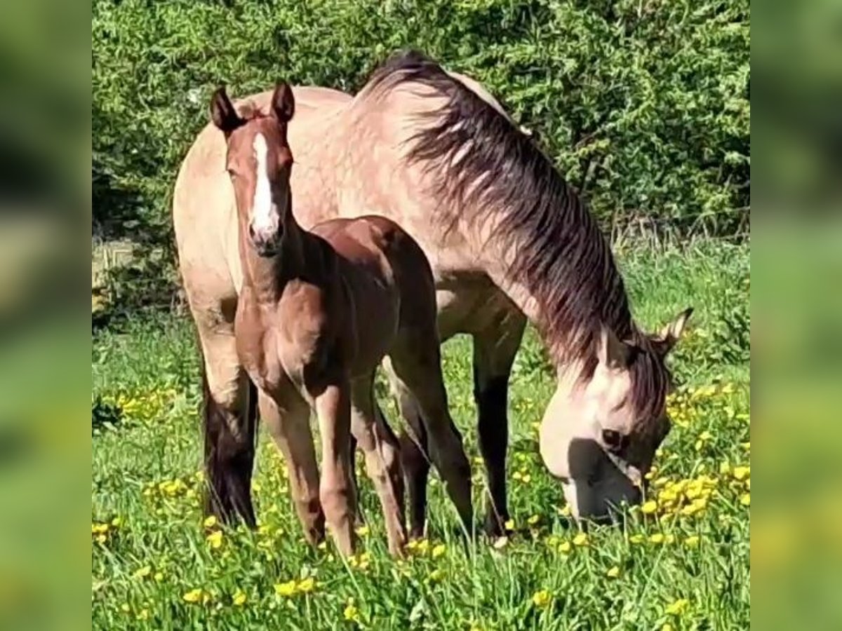American Quarter Horse Stallion  14,2 hh Chestnut-Red in Gieboldehausen