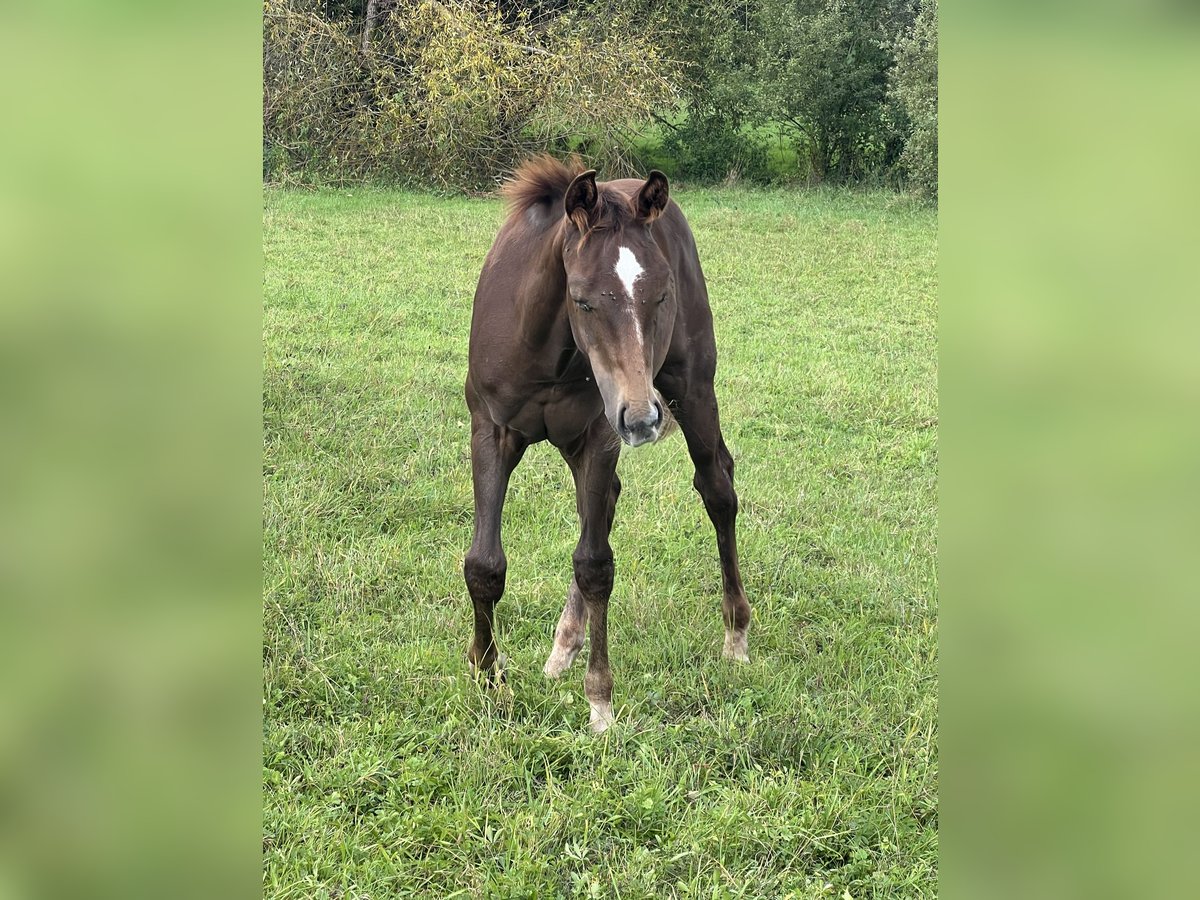 American Quarter Horse Stallion Foal (05/2025) 14,2 hh Chestnut in Bouxwiller